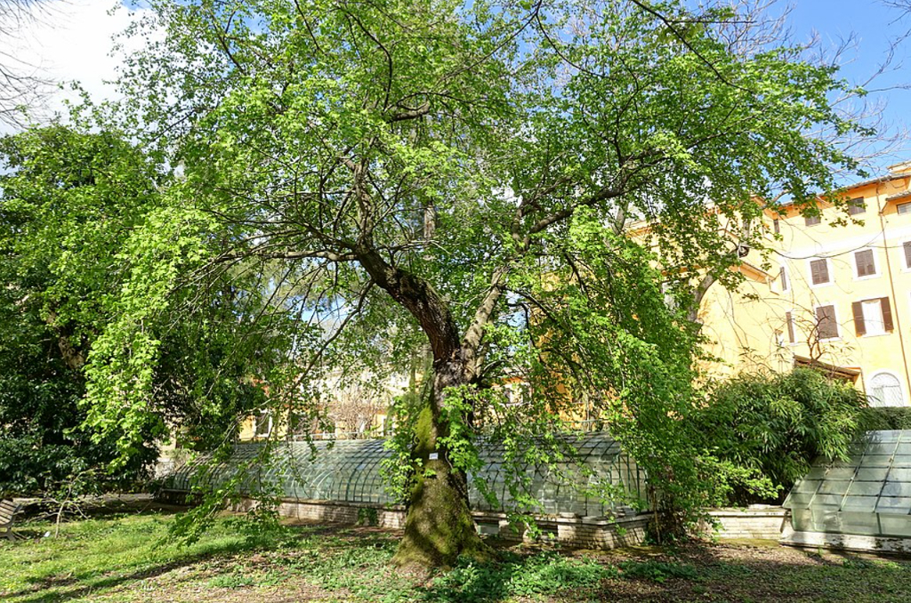 liquidambar plantation entretien et floraison