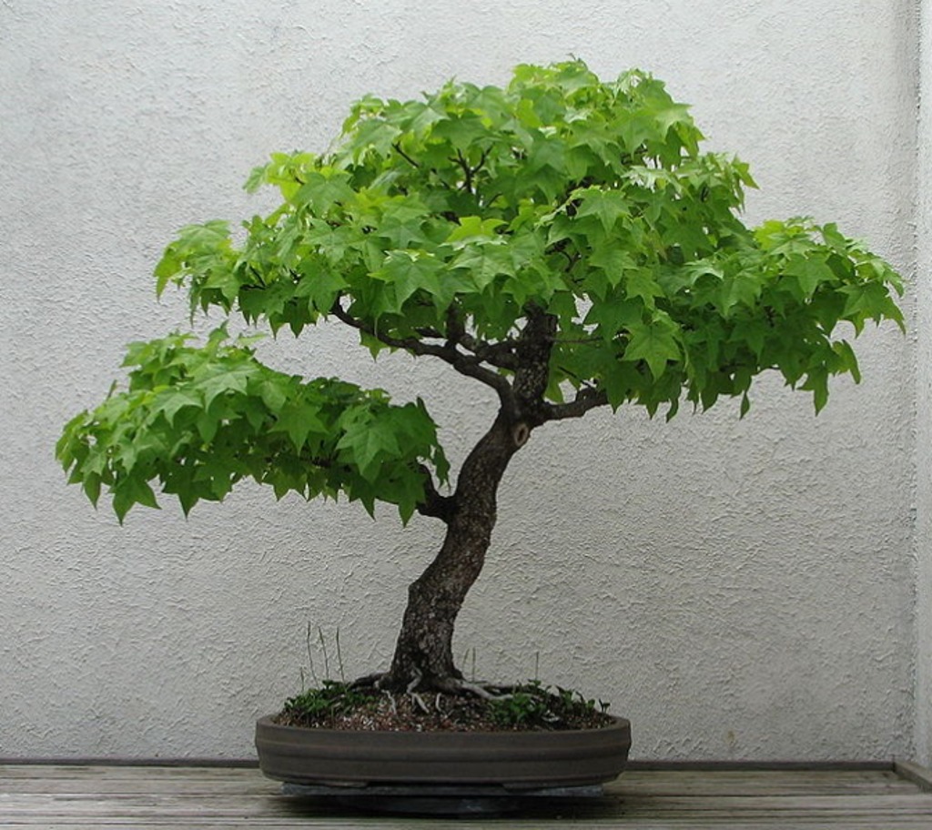 liquidambar d'intérieur