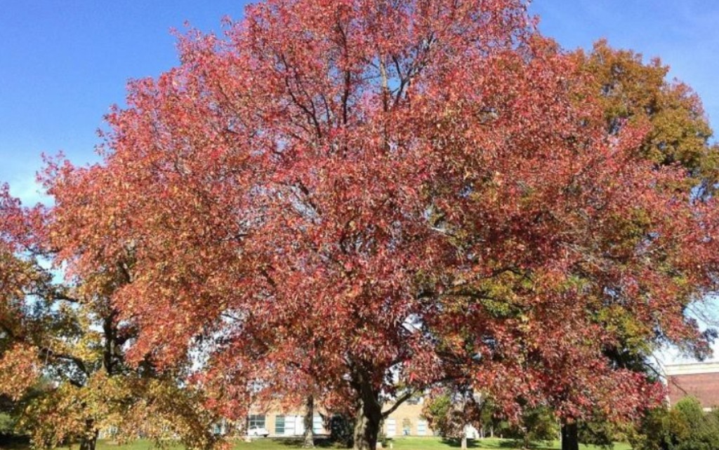 Liquidambar : plantation, entretien et floraison