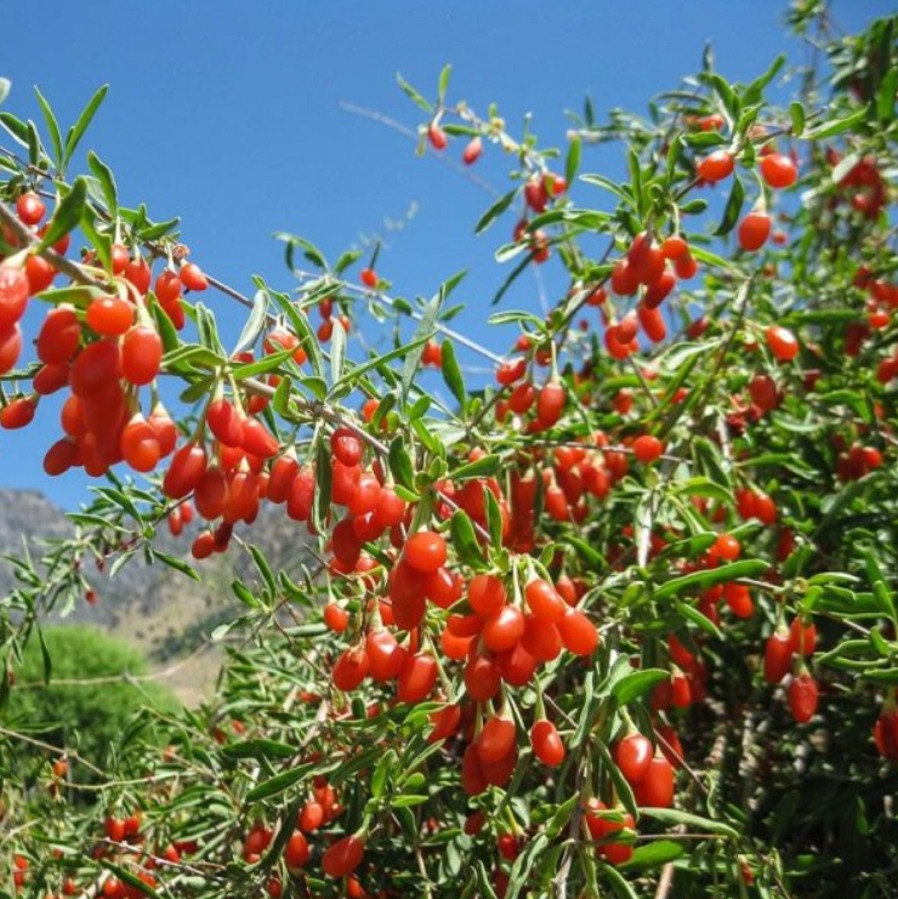 lycium, plantation, entretien et floraison