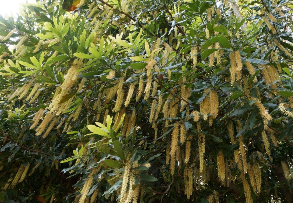 Macadamia, plantation, entretien et floraison