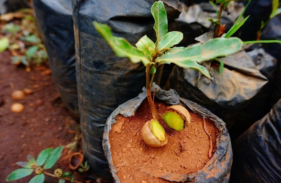 plantation du macadamia
