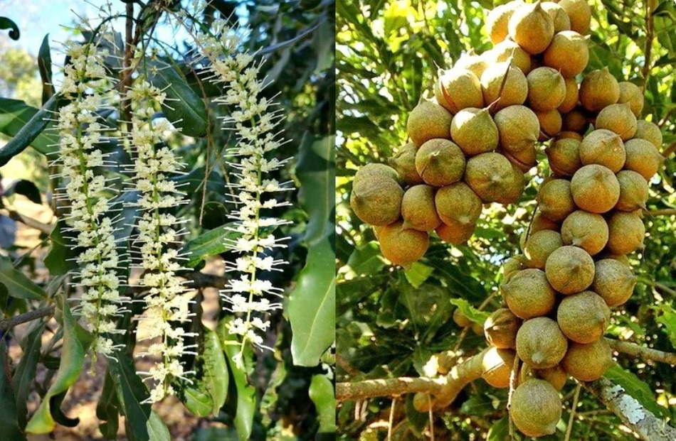 Macadamia : plantation, entretien et floraison
