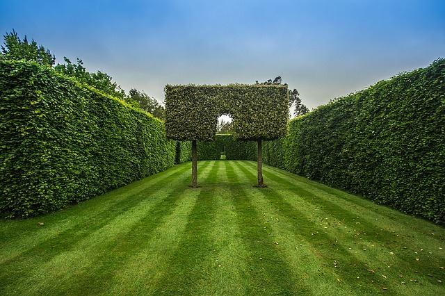 Bien entretenir sa haie