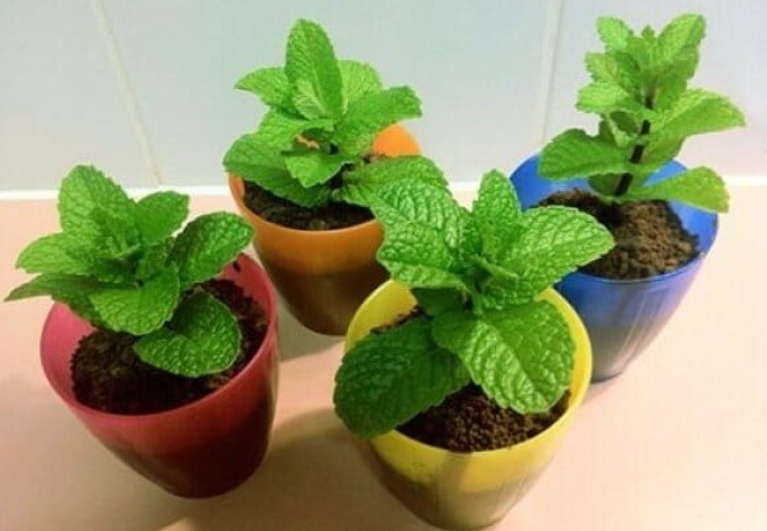 Culture de la mélisse en pot