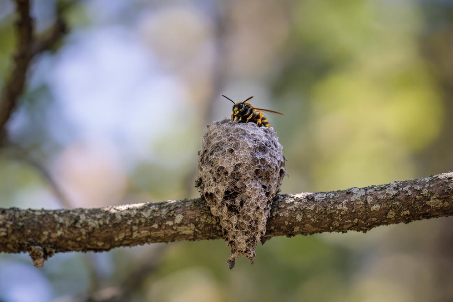 Nid de frelons asiatiques et européens : détection, dangers et destruction