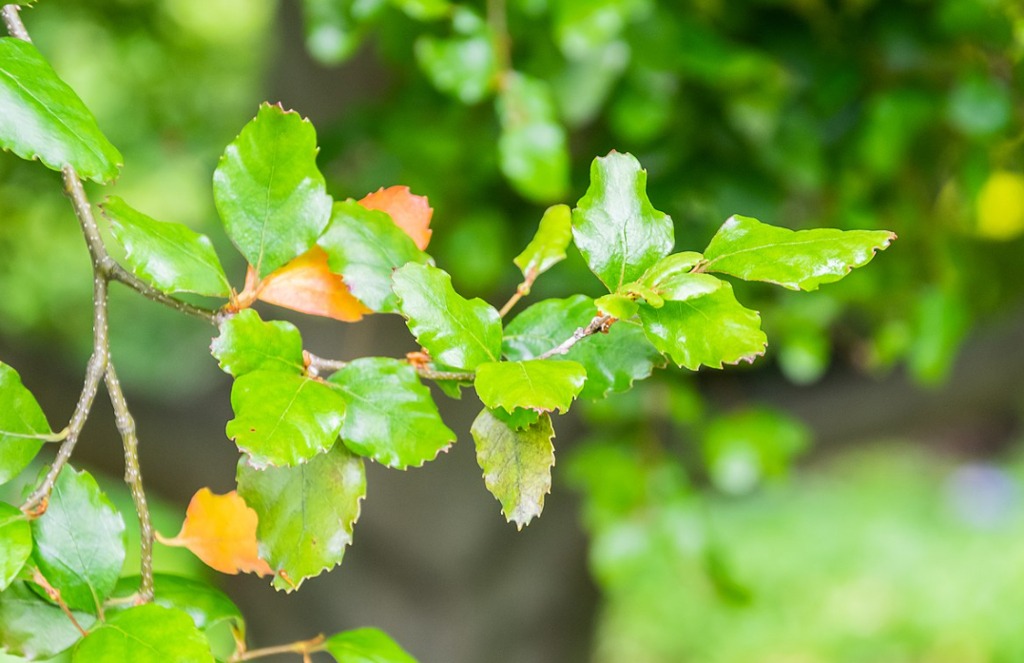 Nothofagus : plantation, entretien et floraison