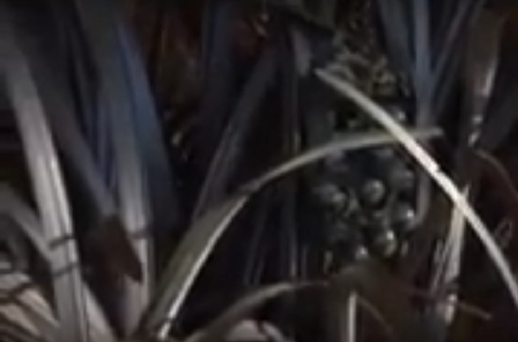 petites baies de l'ophiopogon noir