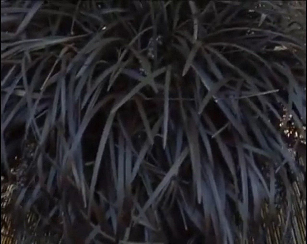 Ophiopogon noir : on vous en dit plus