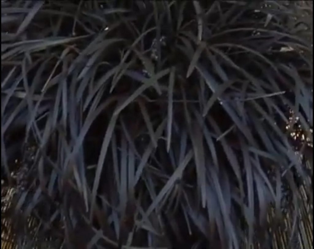 Ophiopogon-planiscapus-Nigrescens