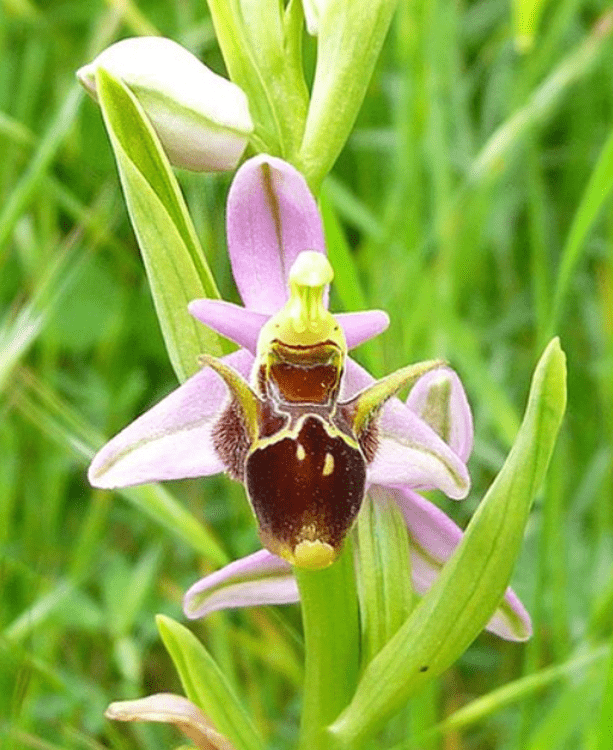 Cultiver Ophrys