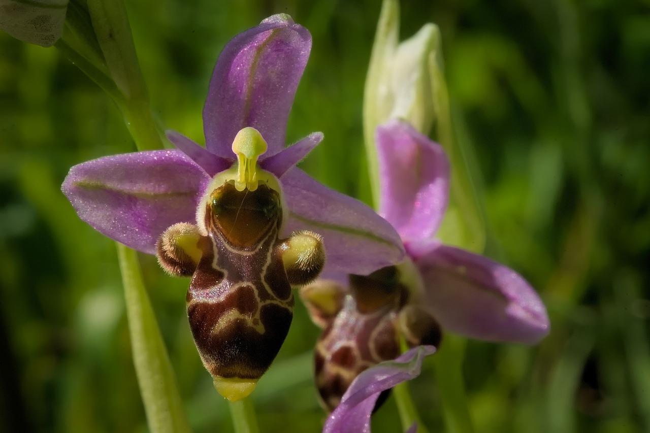 Ophrys : plantation, entretien et floraison
