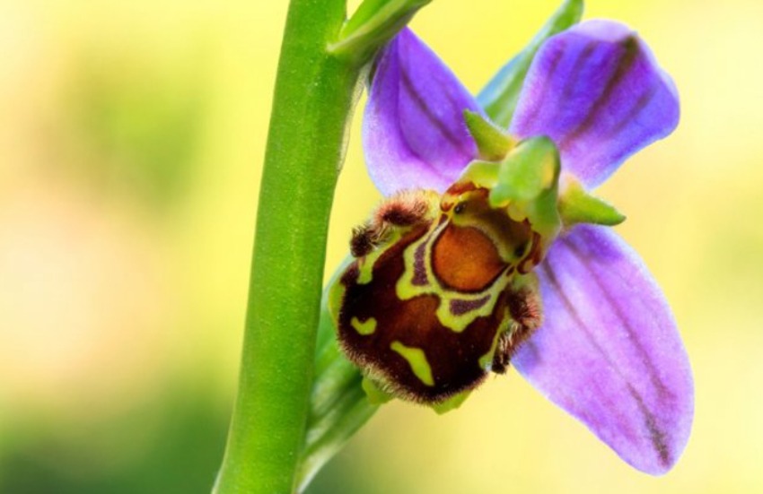 Ophrys, plantation, entretien et floraison
