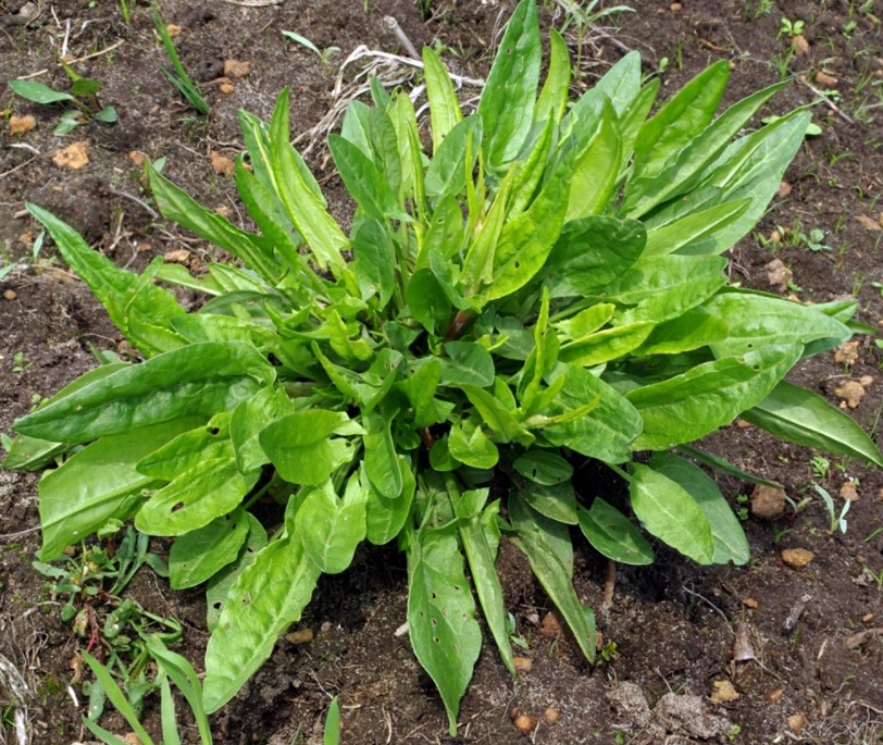 récolte oseille sauvage