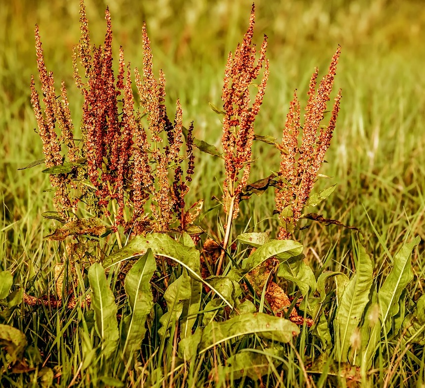 Oseille sauvage, plantation entretien et floraison