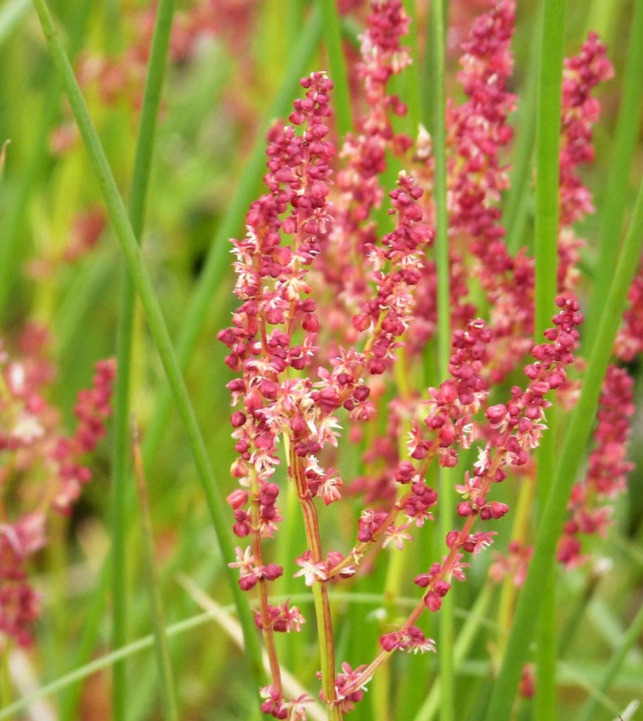 Oseille sauvage : plantation, entretien et floraison