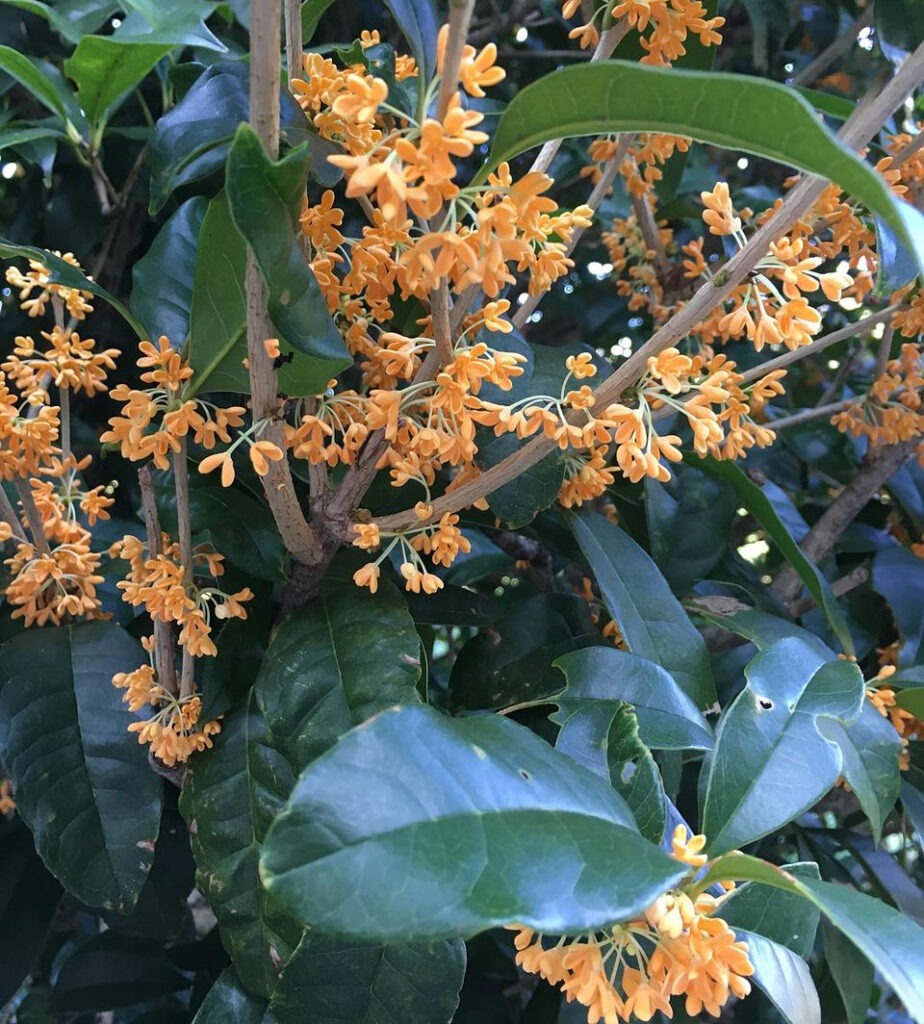 cultiver osmanthus