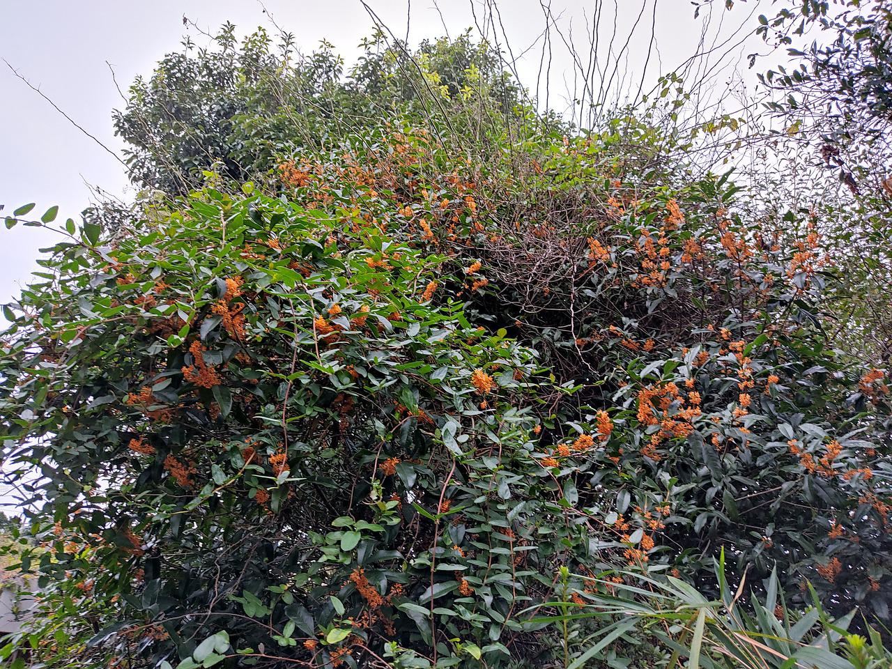 Osmanthe : plantation, entretien et floraison