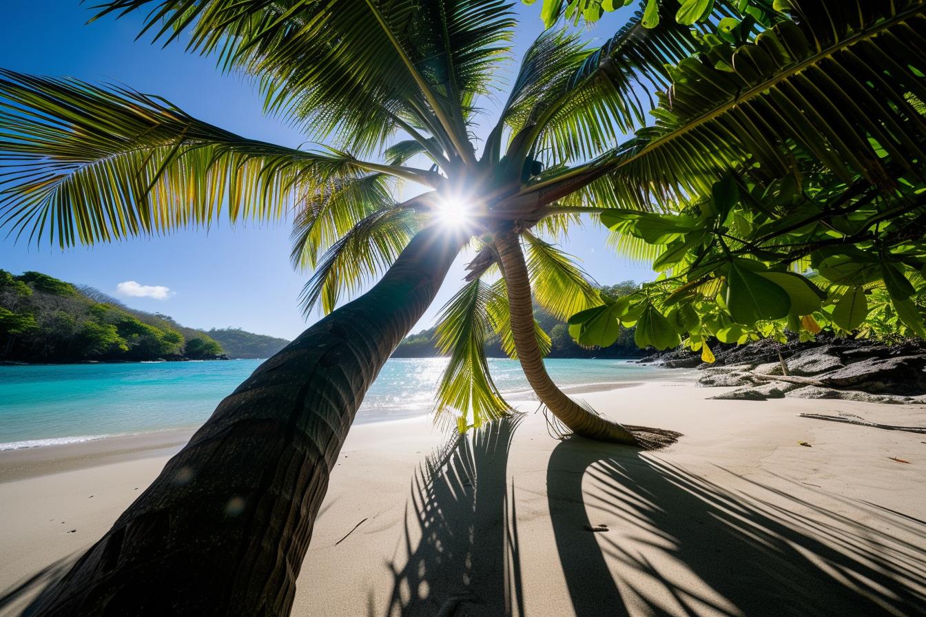 Palmier marcheur : un arbre étonnant qui se déplace