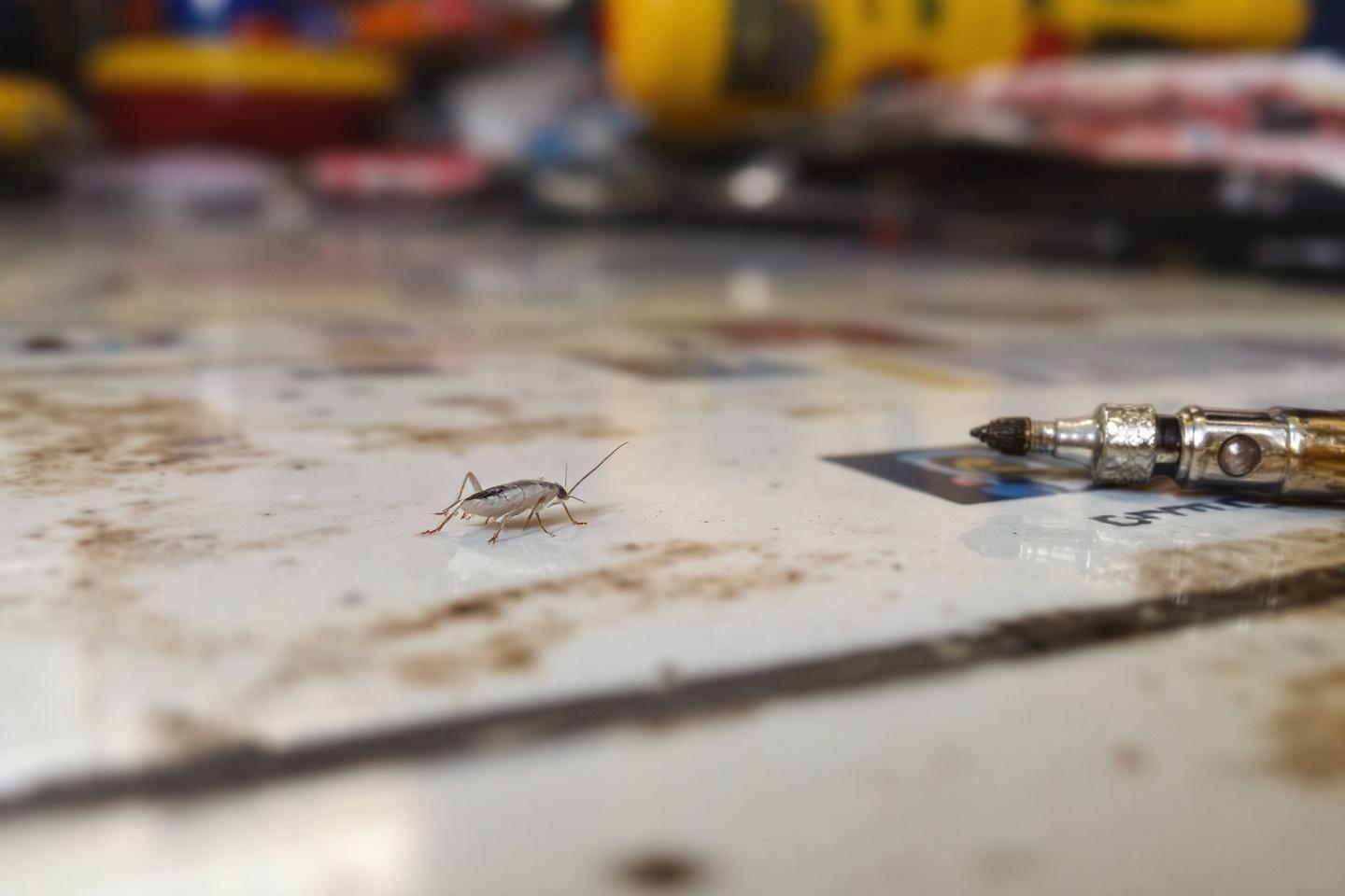 Petit cafard blanc dans la cuisine : identification et solutions pour s'en débarrasser