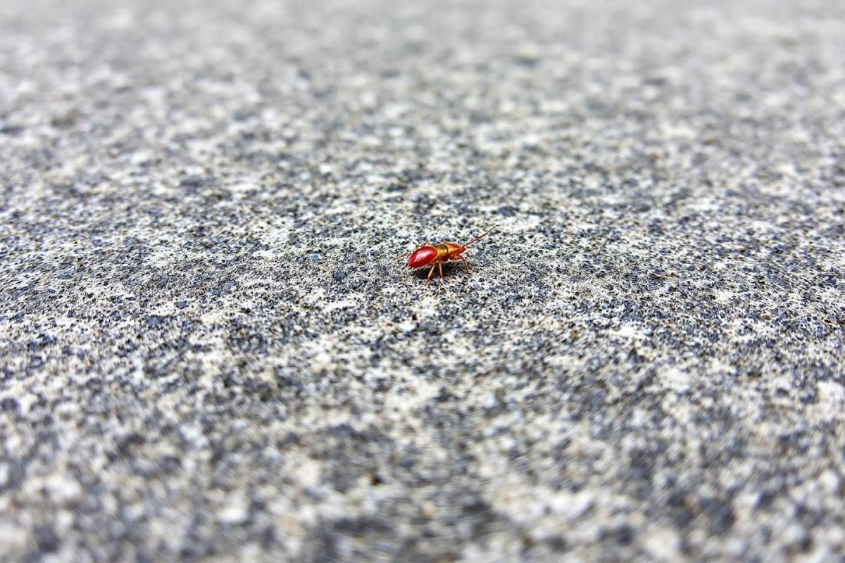Petite bête rouge sur le béton : faut-il s'inquiéter ?