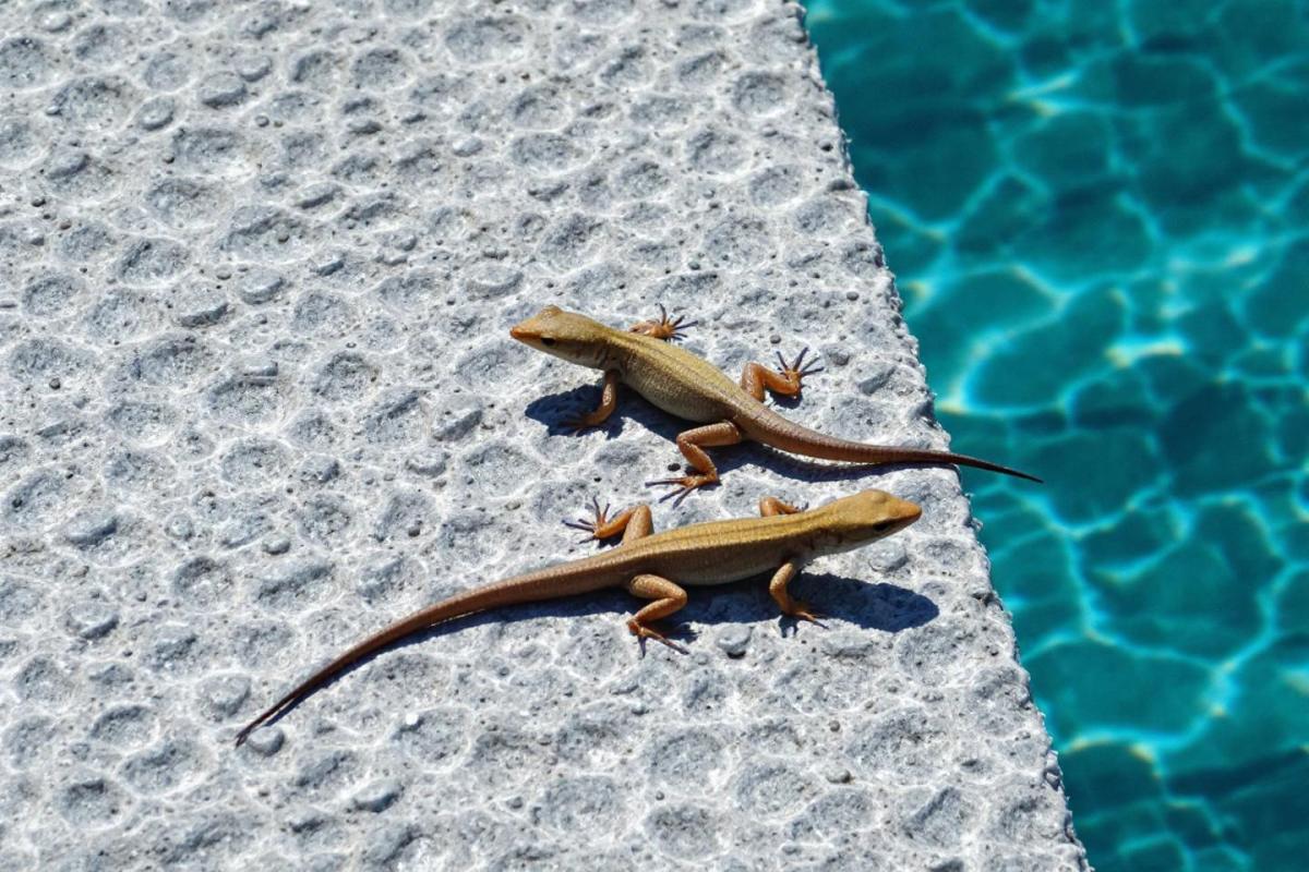 Petite bête rouge sur le béton : faut-il s'inquiéter ?