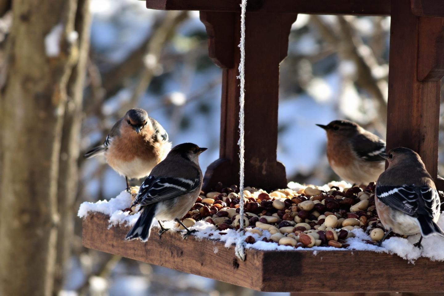 Peut-on donner des noix aux oiseaux de son jardin en hiver ?