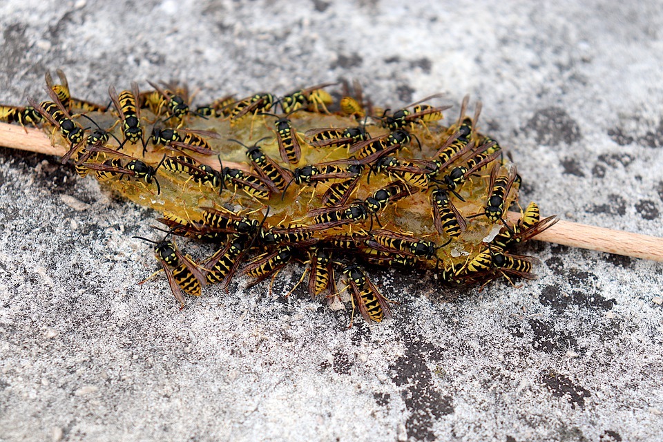 Piège à frelon et guêpe