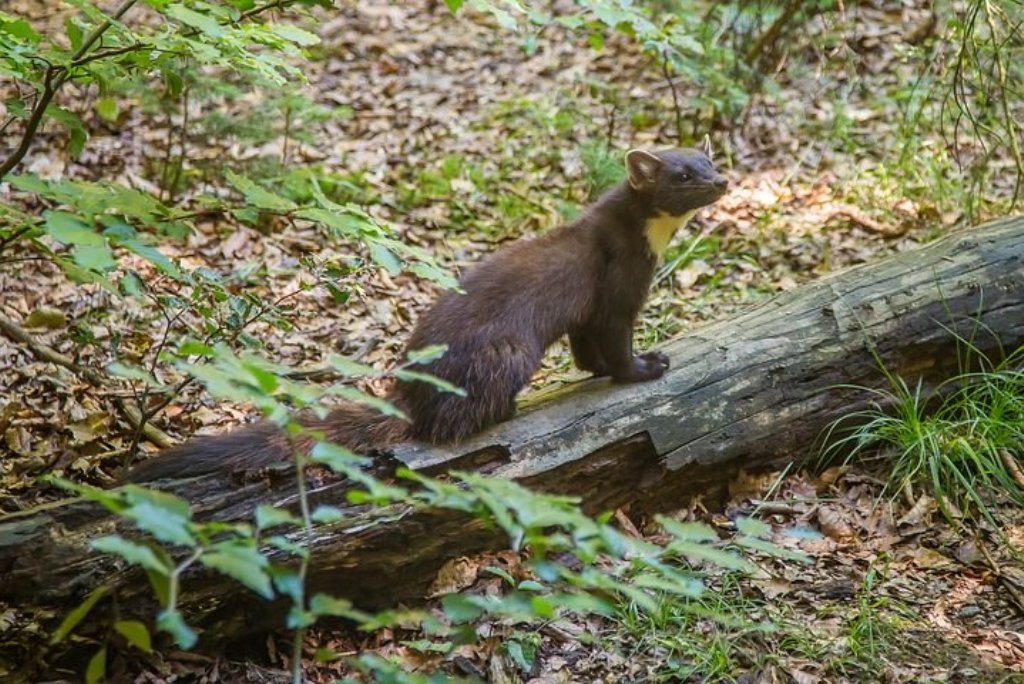 Piège à martre, tout savoir pour se débarrasser de l'animal