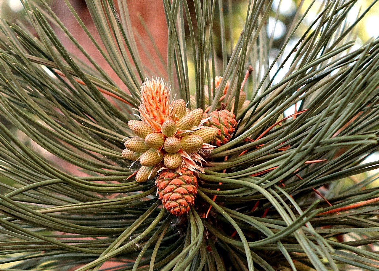 Pin : plantation, entretien et floraison