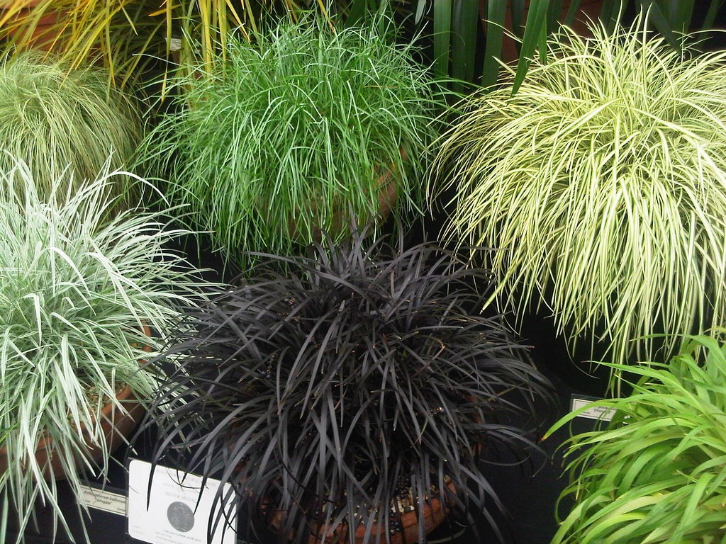 ophiopogon de toutes couleurs
