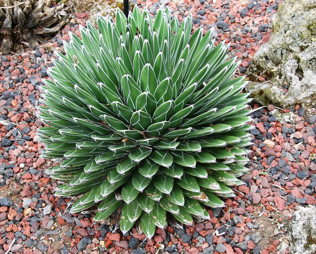 agave