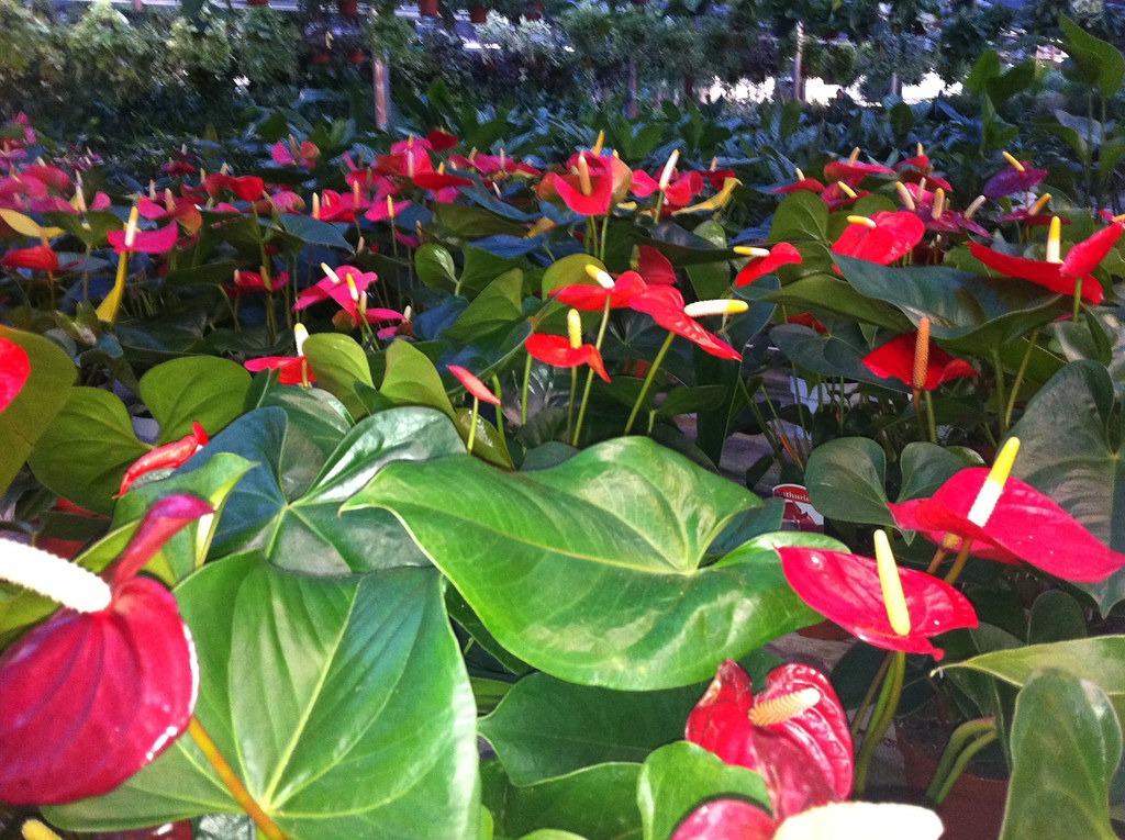 Anthurium