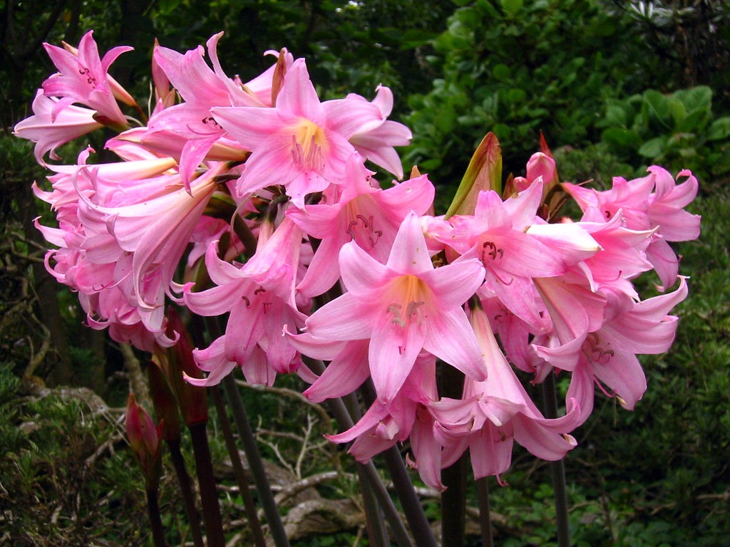 Amaryllis belladonna
