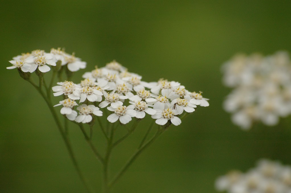 Achillea