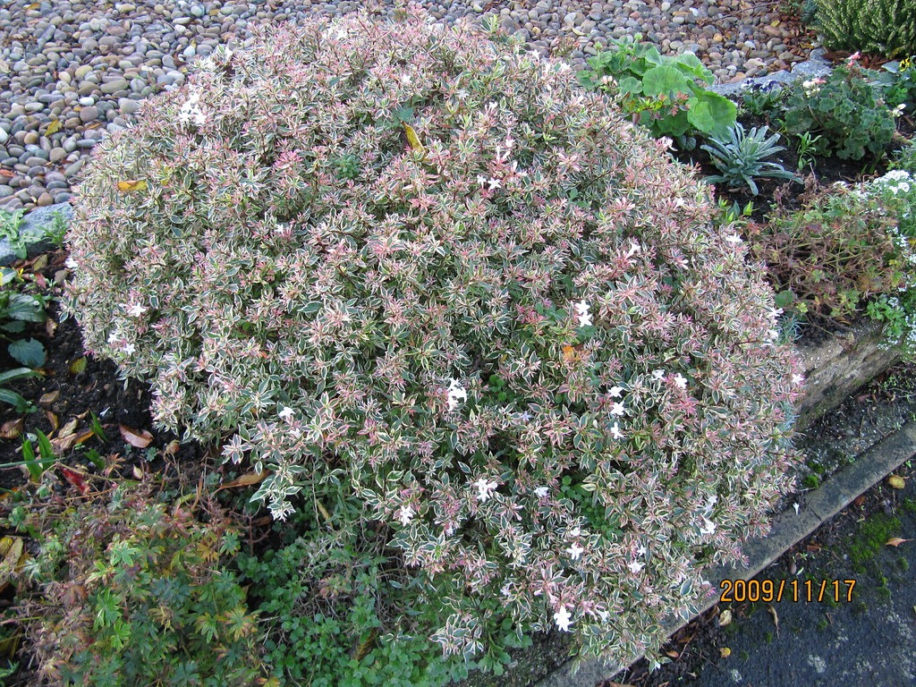 abelia