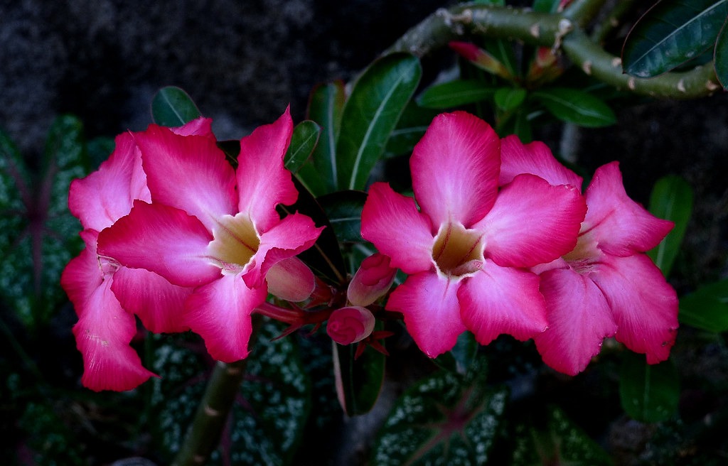 Adenium