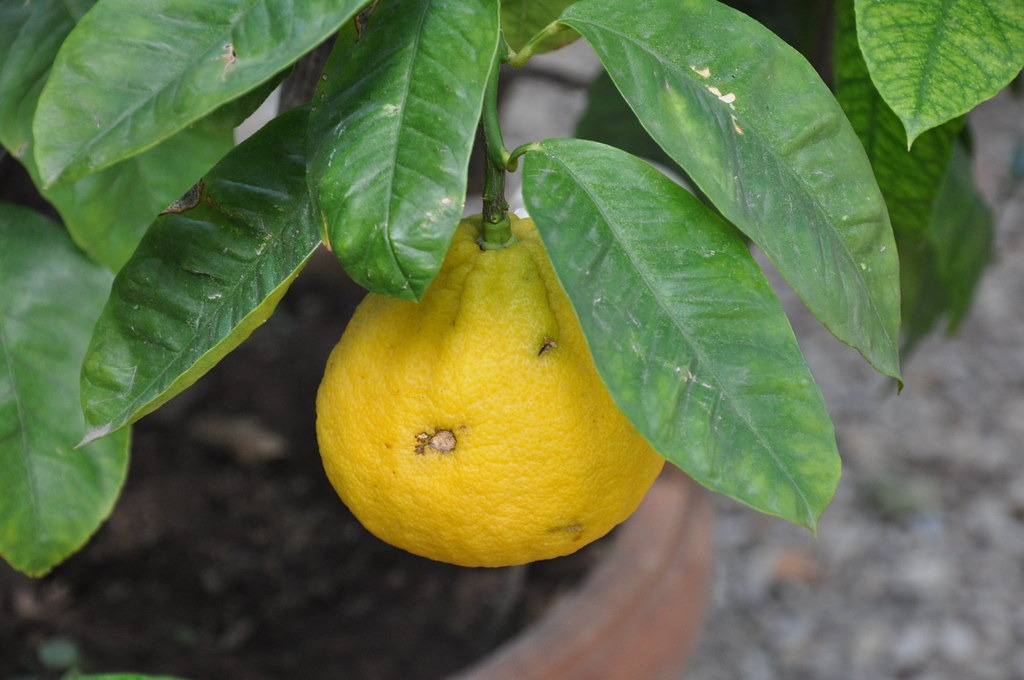 Citrus bergamia