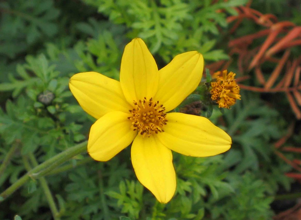 bidens ferulifolia