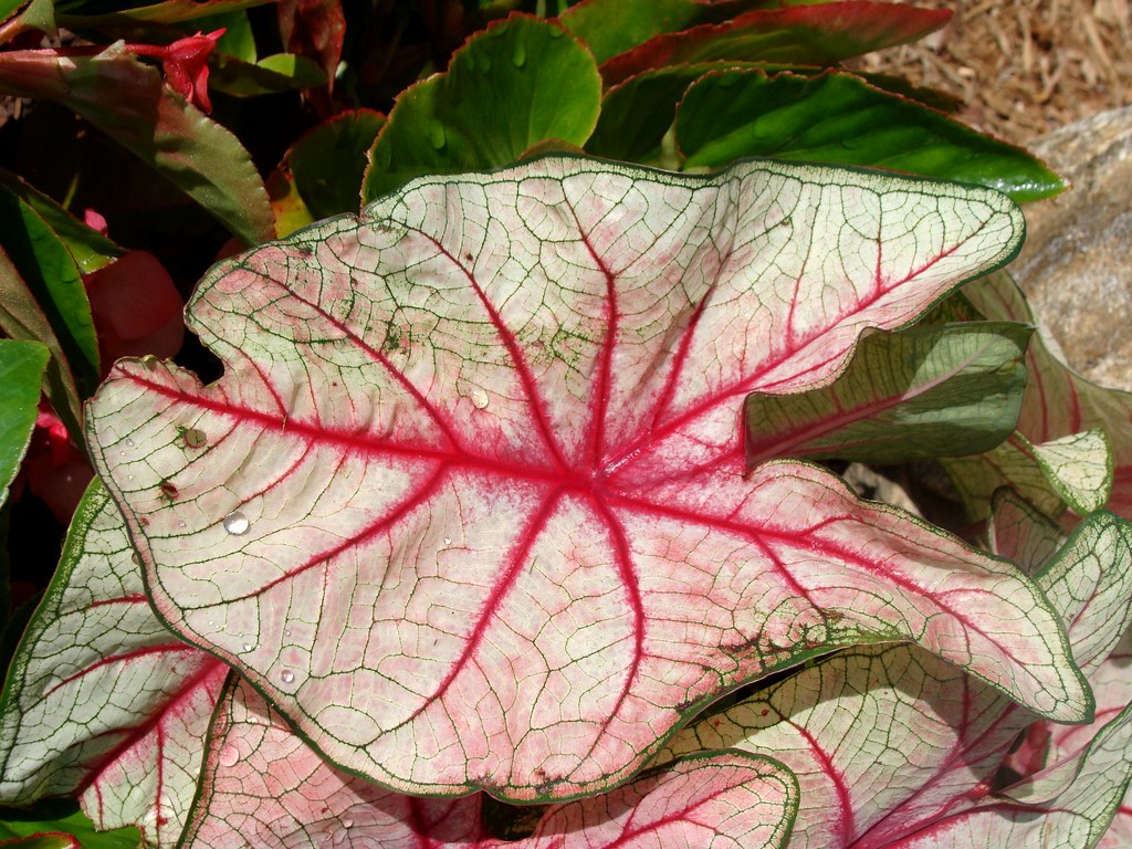 Caladium