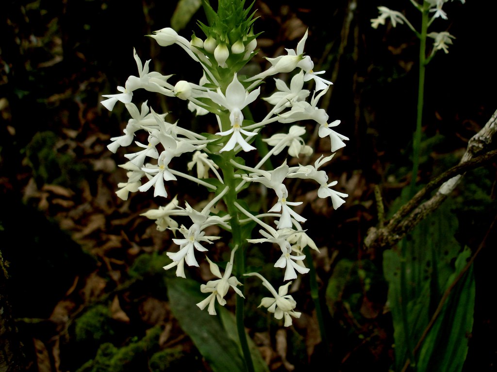 Calanthe