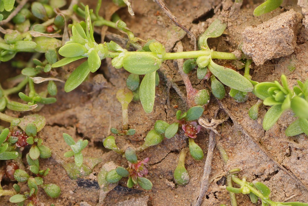 Callitriche palustris