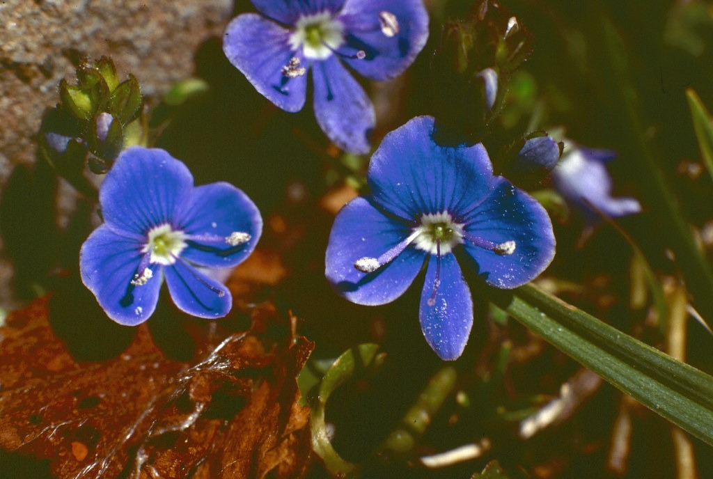 Scrophulariacées