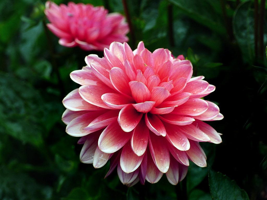 Dahlia