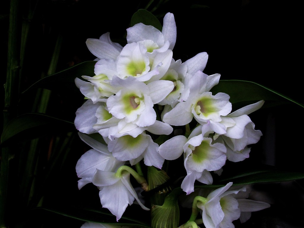 Dendrobium