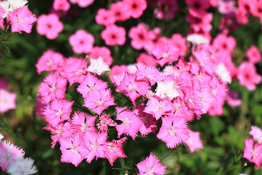 Dianthus Superbus