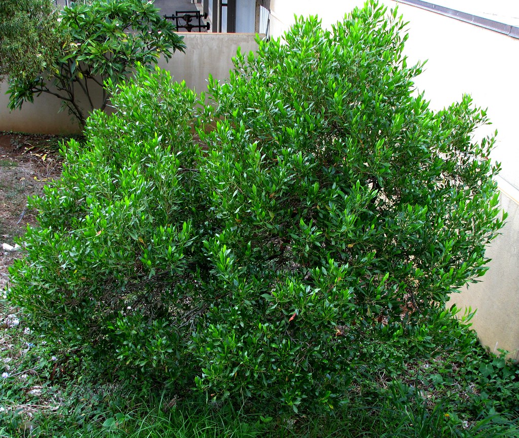 Dodonaea viscosa