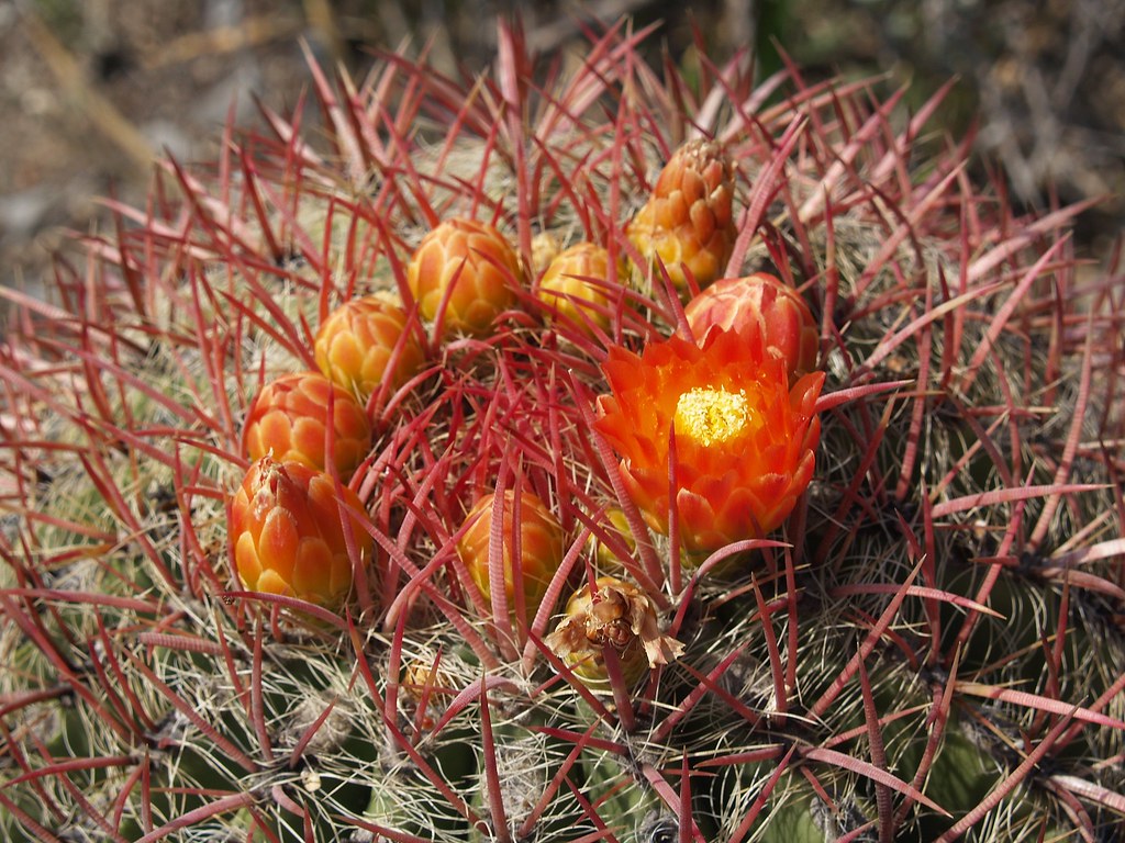 Ferocactus