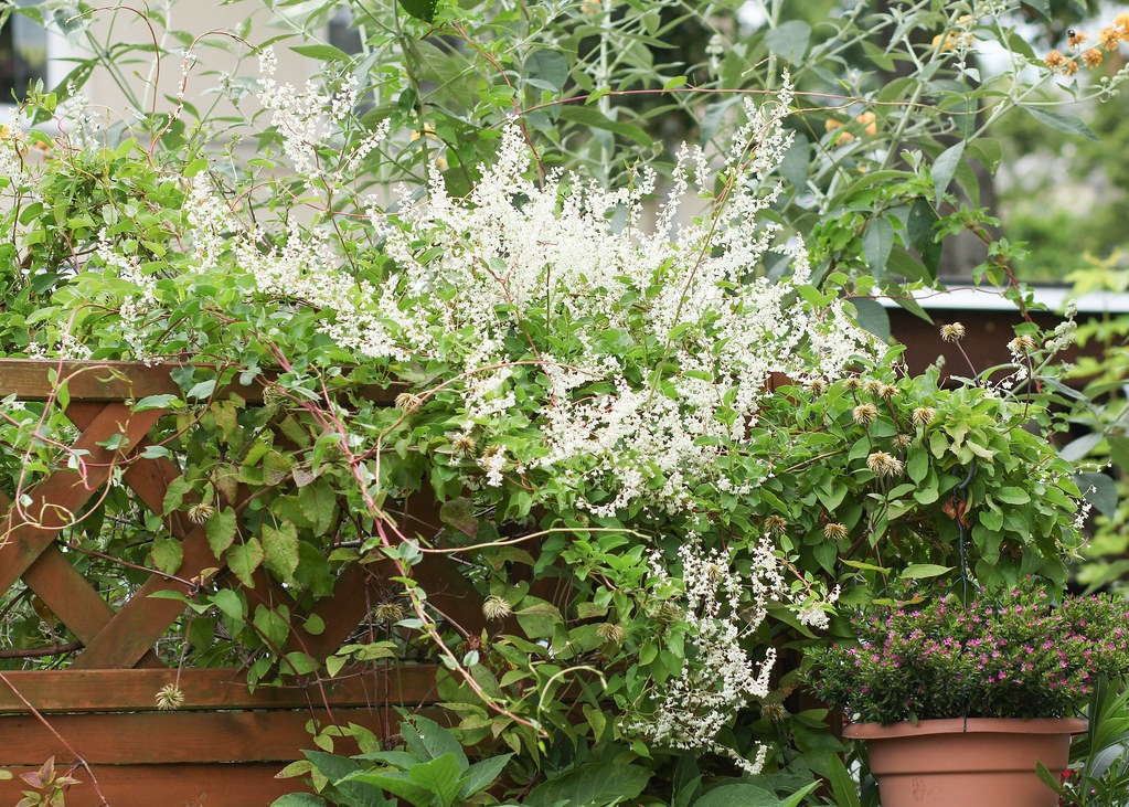 Fallopia baldschuanica