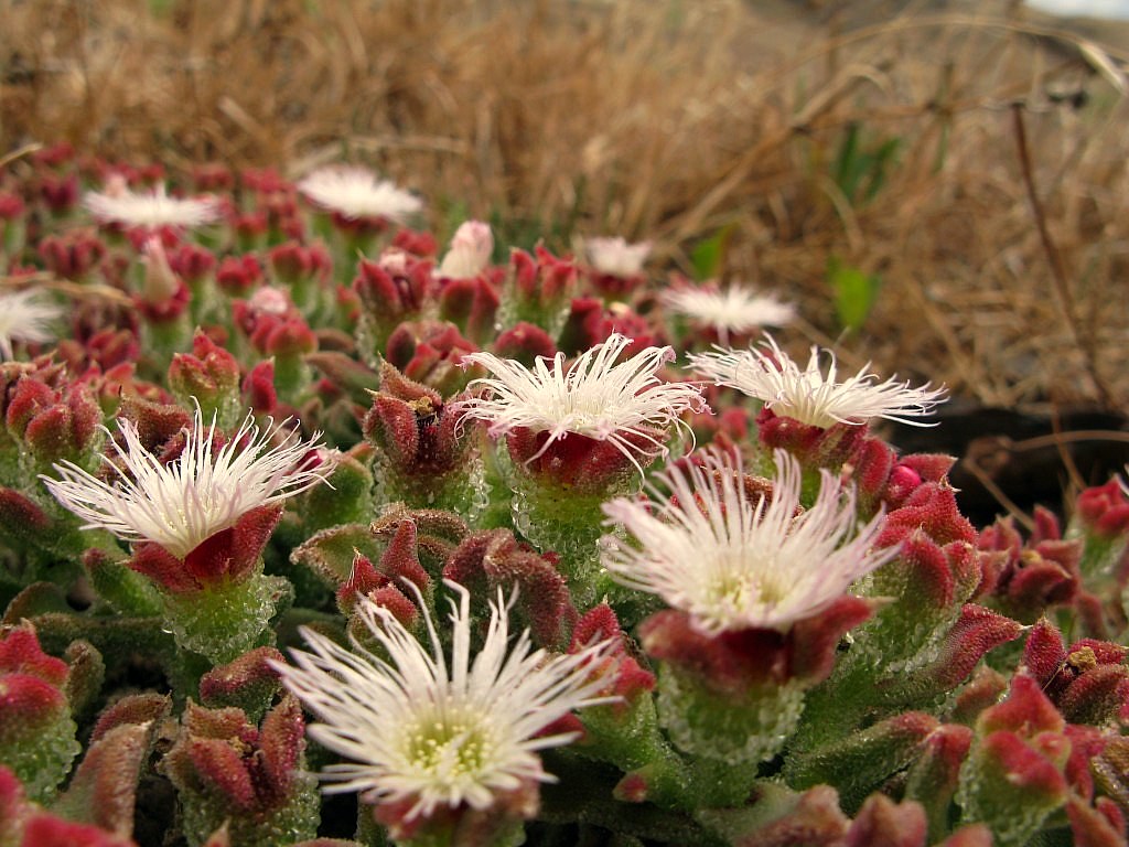Mesembryanthemum crystallinum